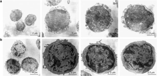 Маленькие эмбрионические стволовые клетки - предшественники для других стволовых клеток?