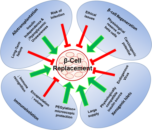 Жизненный период бета-клеток
