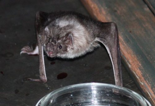 Яд летучих мышей-вампиров может быть использован для лечения огромного количества заболеваний